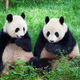 Image for article titled Senate Passes $50 Billion Bill To Combat Chinese Influence By Developing Own Pandas